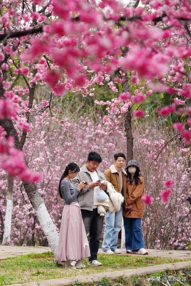昆明春天樱花__昆明樱花时间