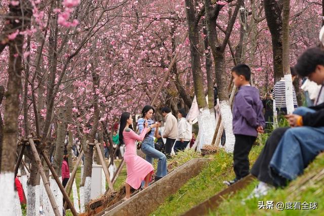 昆明樱花时间__昆明春天樱花