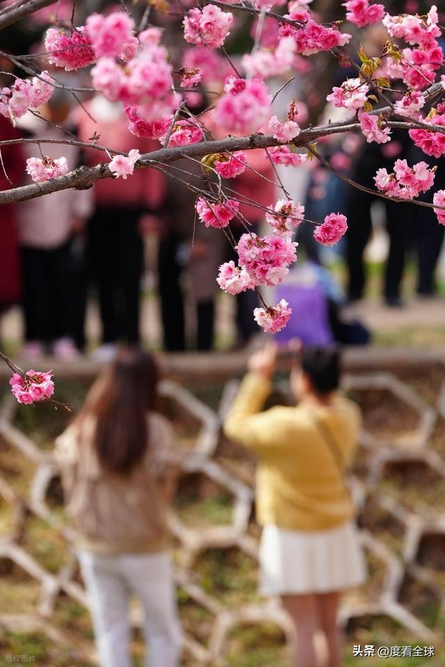 _昆明樱花时间_昆明春天樱花