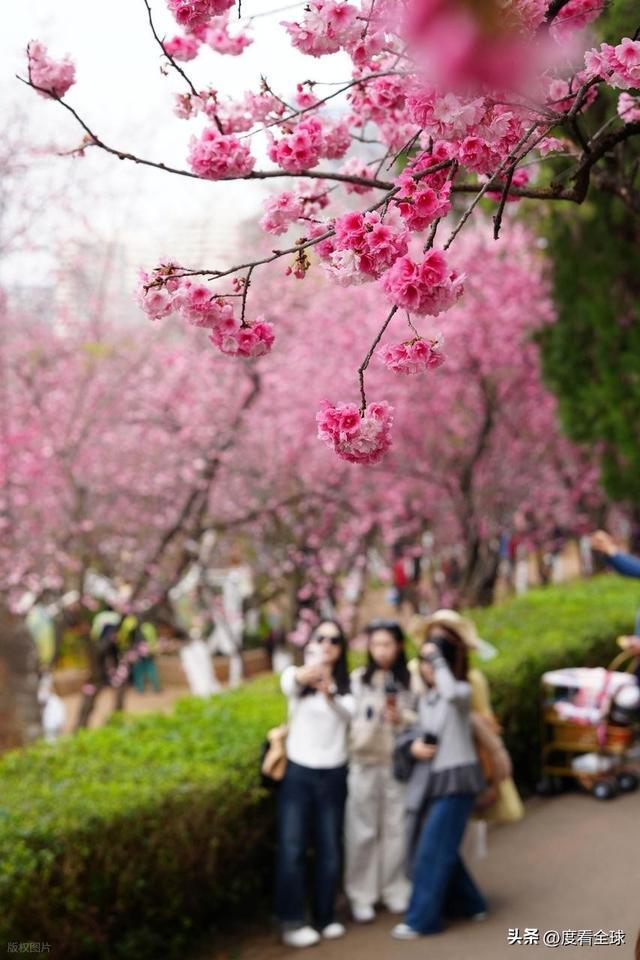 昆明春天樱花__昆明樱花时间