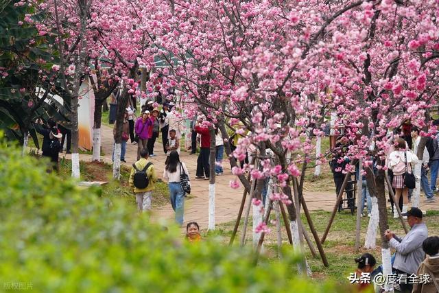 昆明春天樱花_昆明樱花时间_