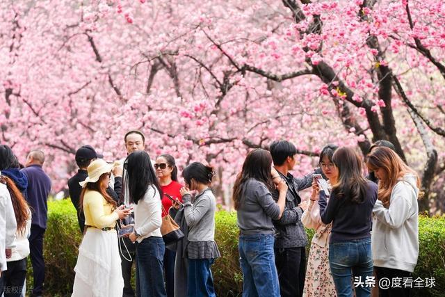 昆明春天樱花__昆明樱花时间