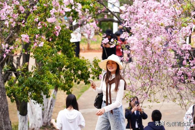 昆明春天樱花__昆明樱花时间