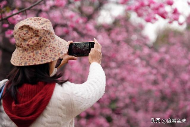昆明春天樱花_昆明樱花时间_