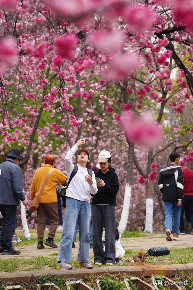 昆明樱花时间__昆明春天樱花