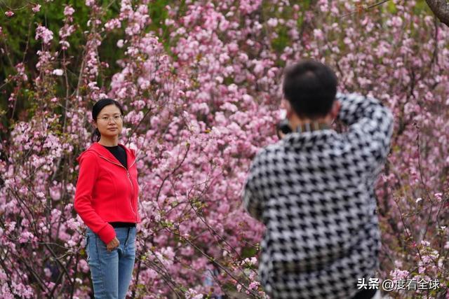 昆明春天樱花__昆明樱花时间