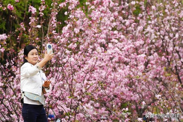 _昆明春天樱花_昆明樱花时间