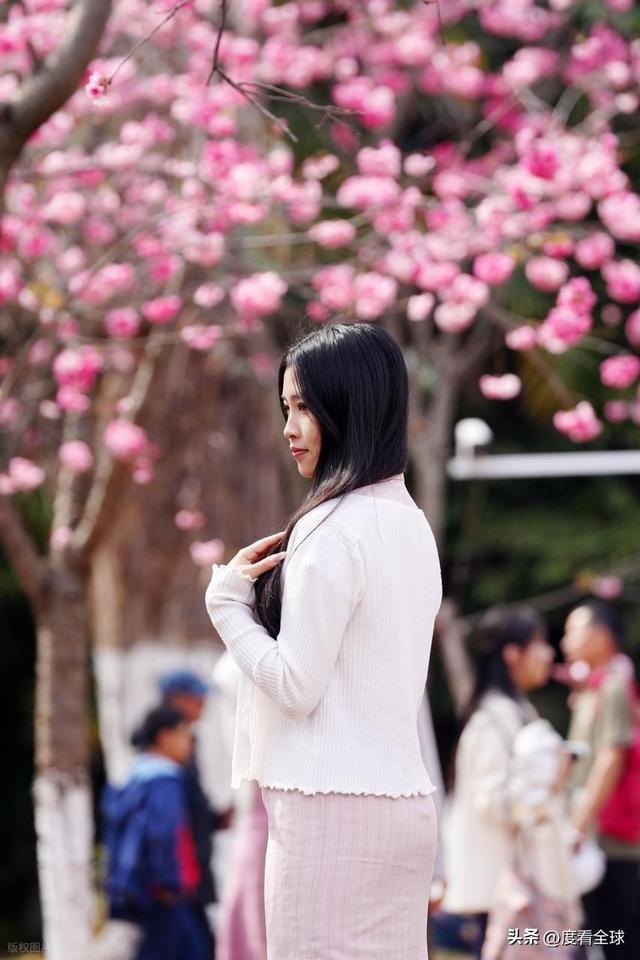 昆明樱花时间__昆明春天樱花