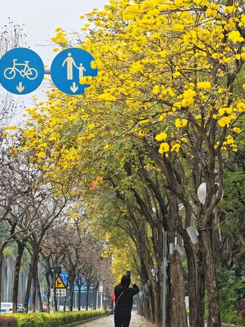 江门春日赏花图鉴｜多彩花潮绘就诗意春光