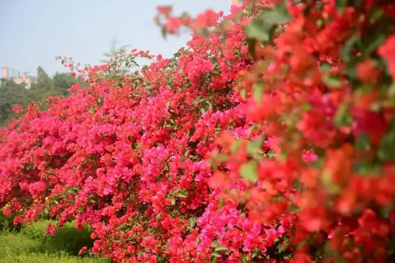 _春日偶成的诗意最短_春日诗意及作者简介