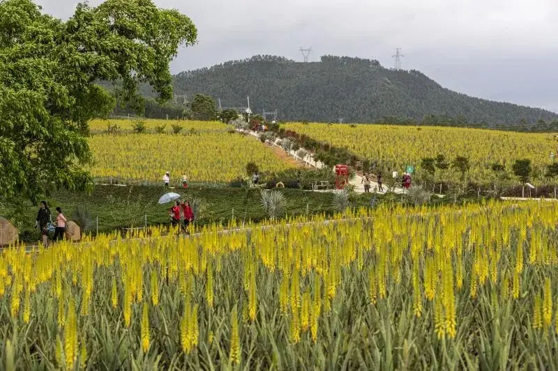 春日偶成的诗意最短_春日诗意及作者简介_