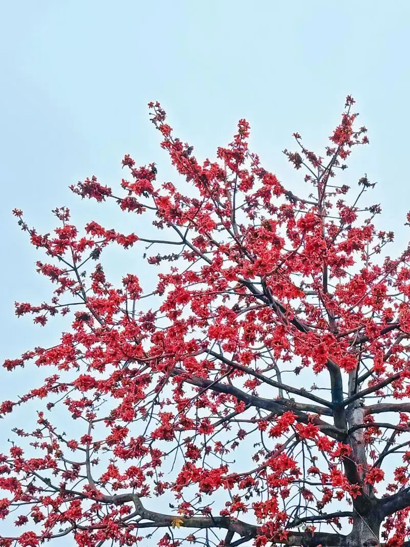 春日偶成的诗意最短_春日诗意及作者简介_