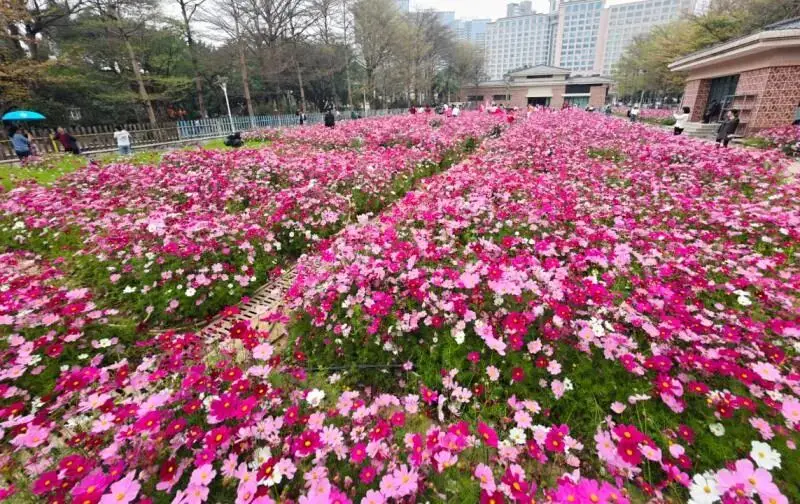 春日偶成的诗意最短_春日诗意及作者简介_