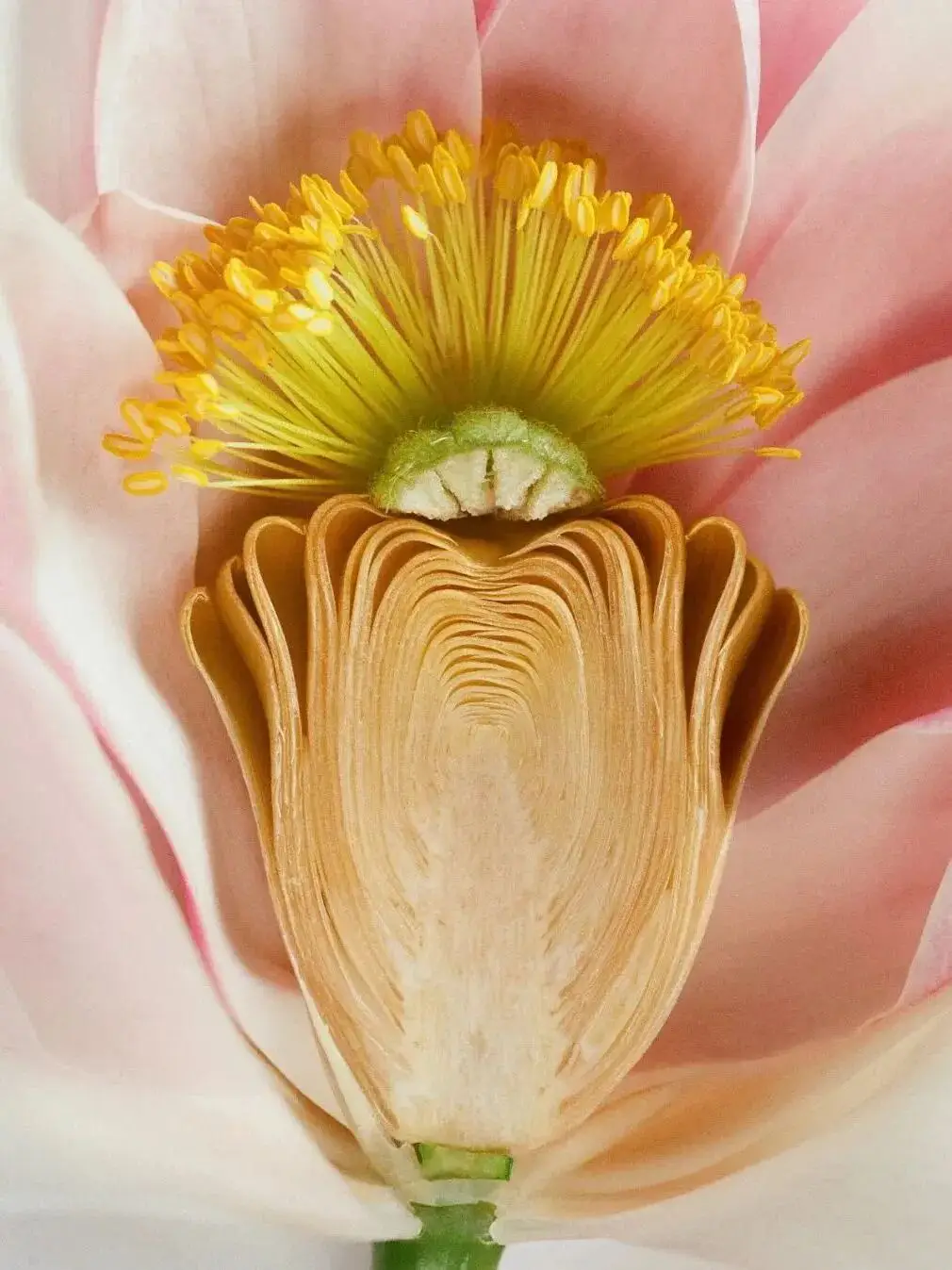 和李昀锐一起漫步迪奥花园__和李昀锐一起漫步迪奥花园