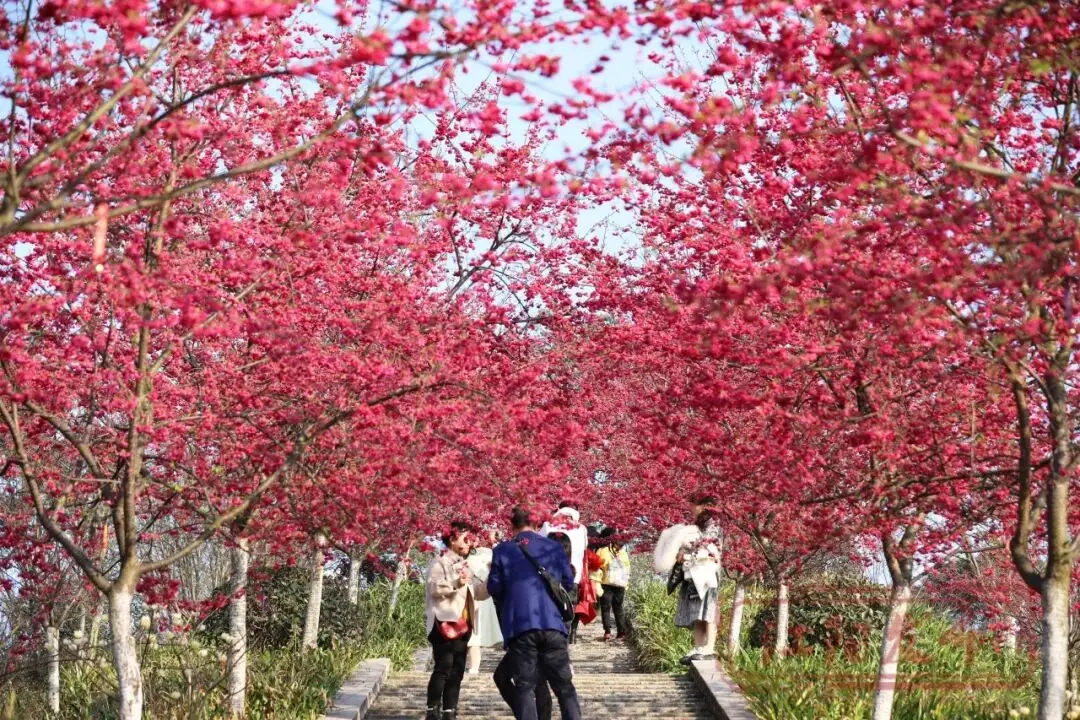 樱花、梨花、迎春花、李花……一起去赏花吧