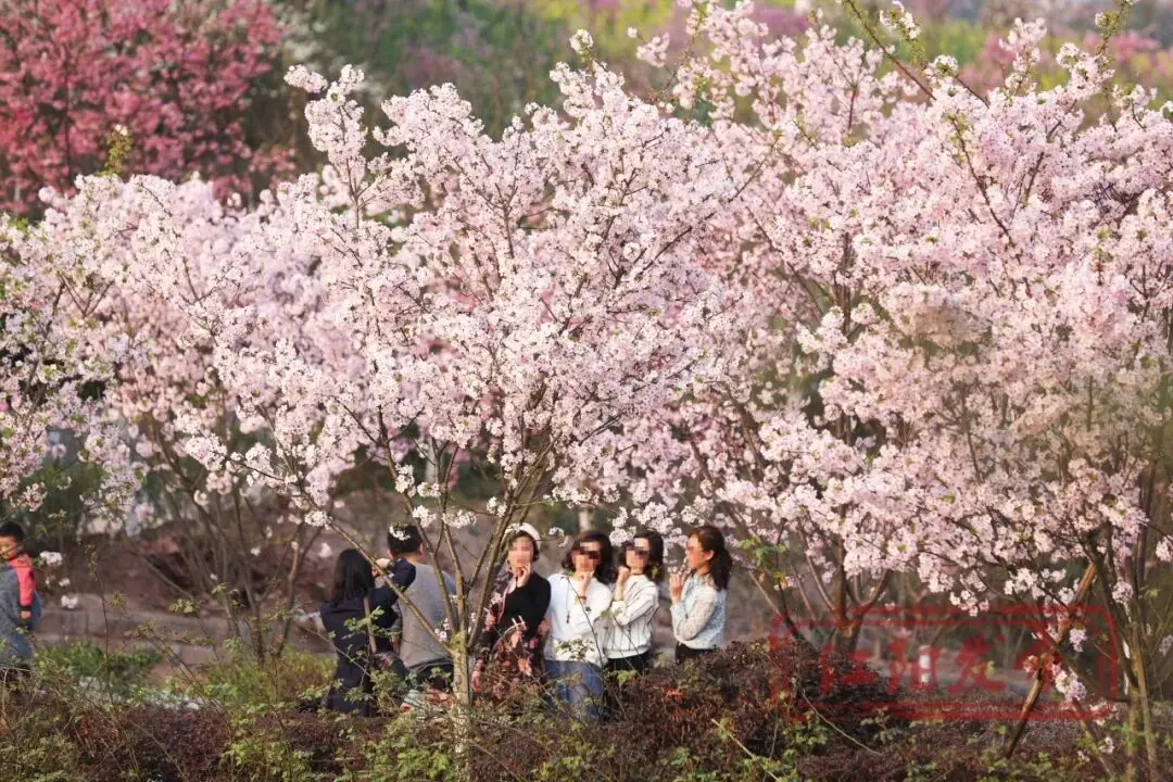 樱花与迎春花__梨花李花樱花区别