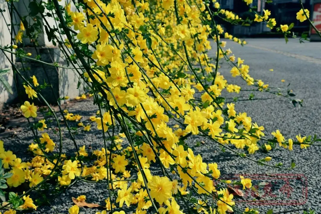 梨花李花樱花区别_樱花与迎春花_