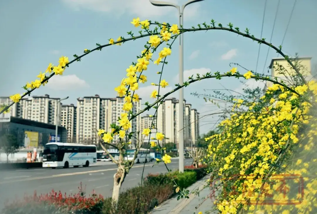 _樱花与迎春花_梨花李花樱花区别