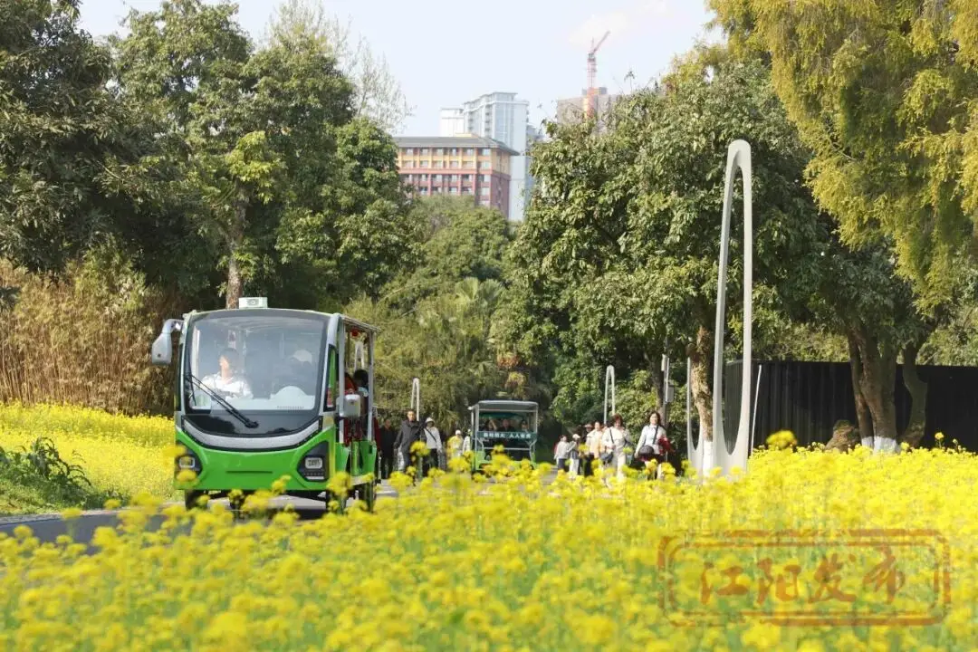 樱花与迎春花__梨花李花樱花区别