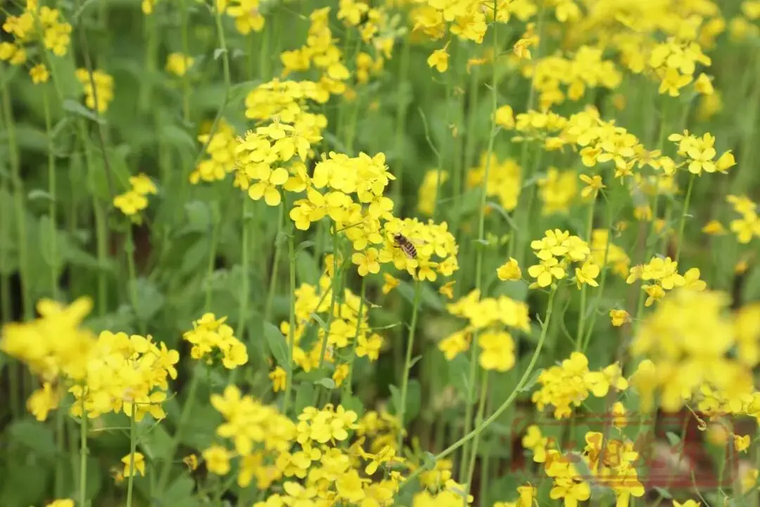 樱花与迎春花_梨花李花樱花区别_