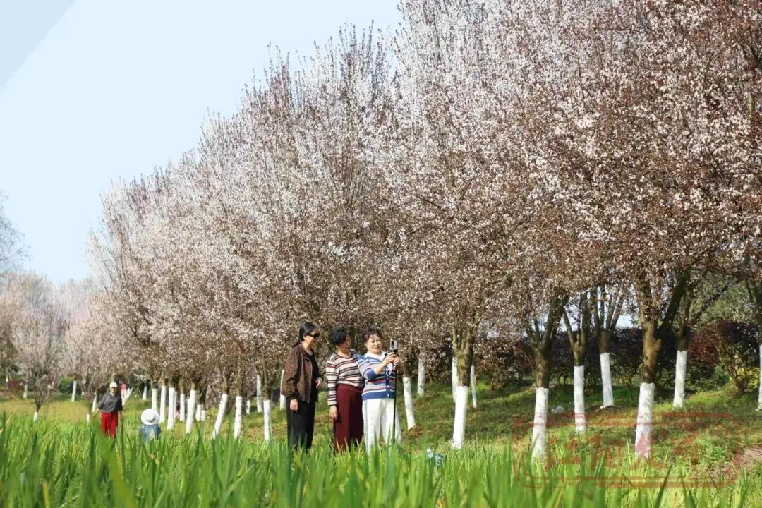 梨花李花樱花区别__樱花与迎春花