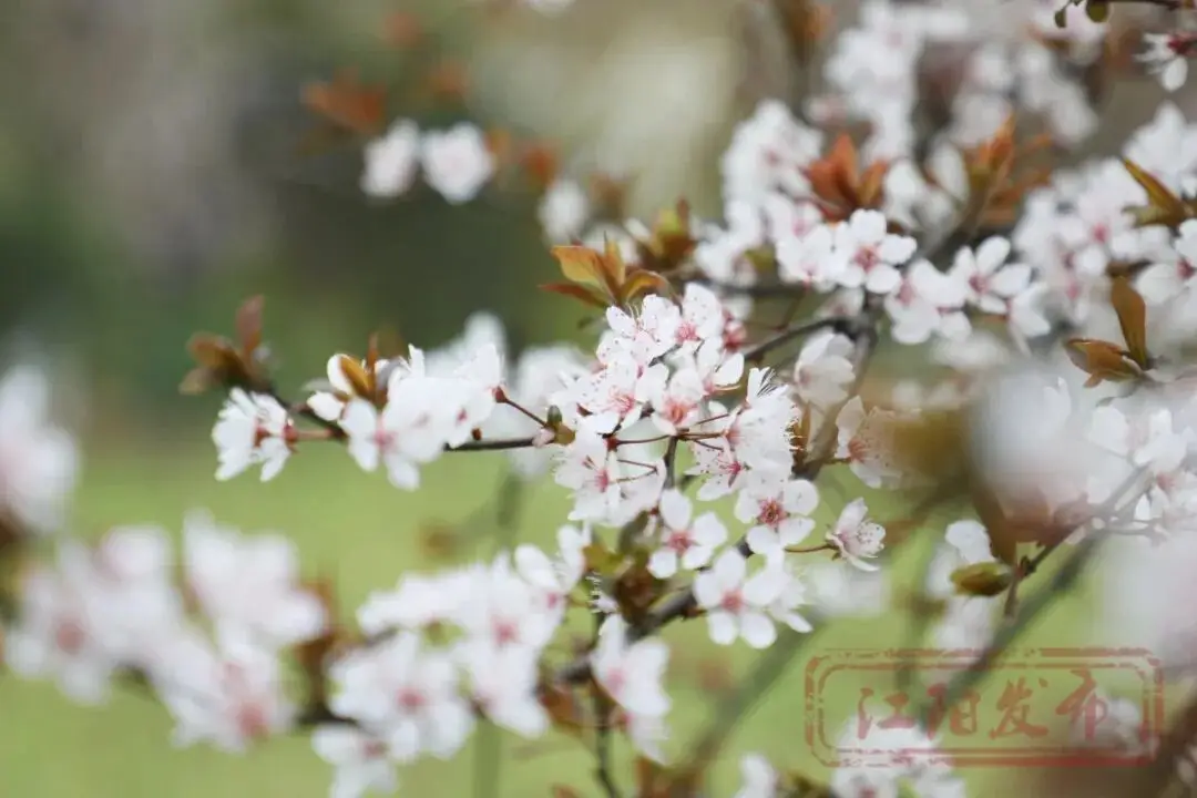 _樱花与迎春花_梨花李花樱花区别
