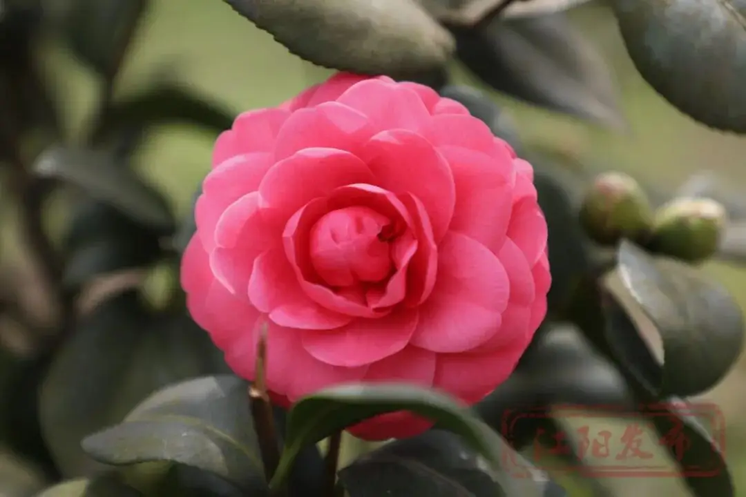 _梨花李花樱花区别_樱花与迎春花