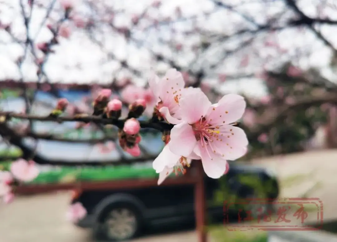 樱花与迎春花__梨花李花樱花区别