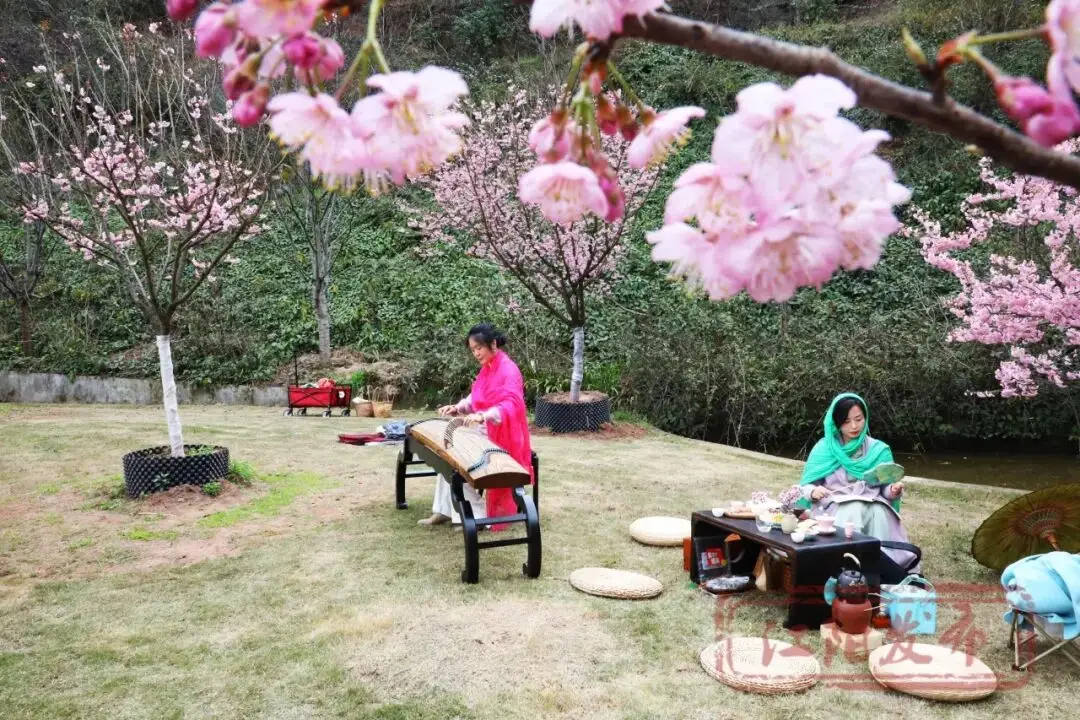 _樱花与迎春花_梨花李花樱花区别