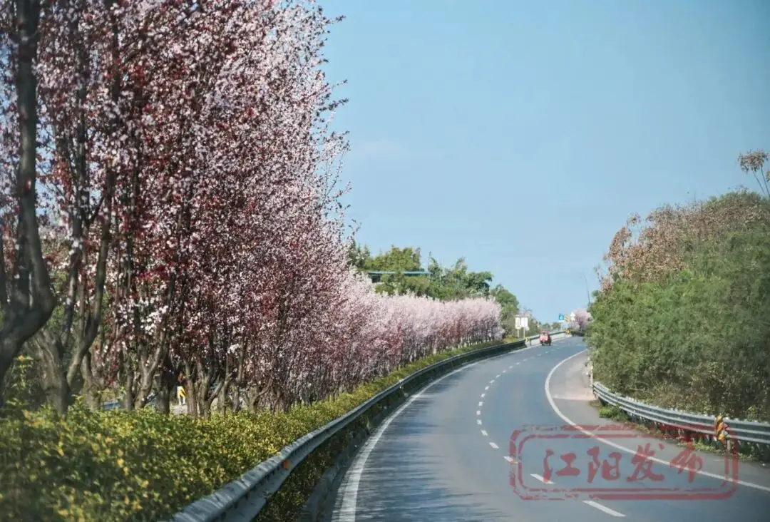 _梨花李花樱花区别_樱花与迎春花