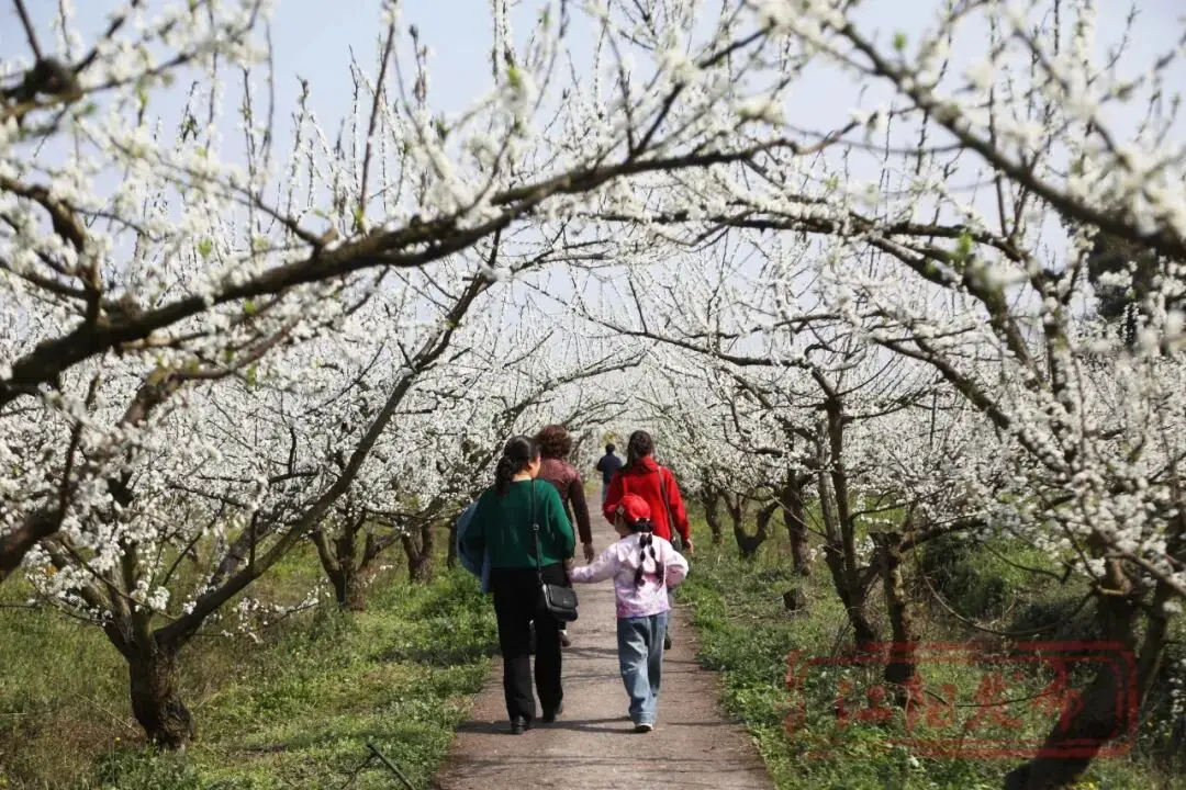 _樱花与迎春花_梨花李花樱花区别