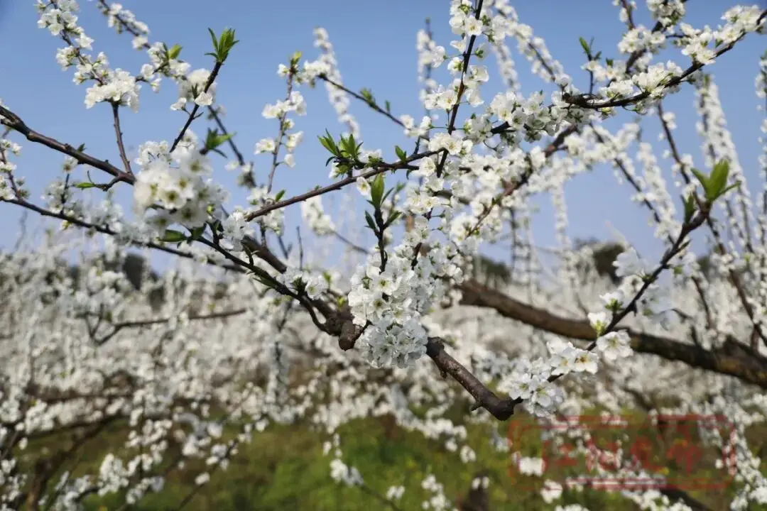 _樱花与迎春花_梨花李花樱花区别