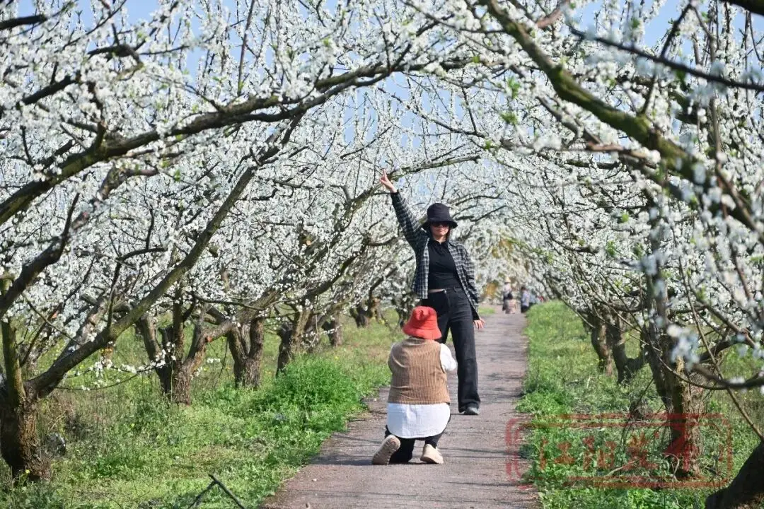 樱花与迎春花__梨花李花樱花区别