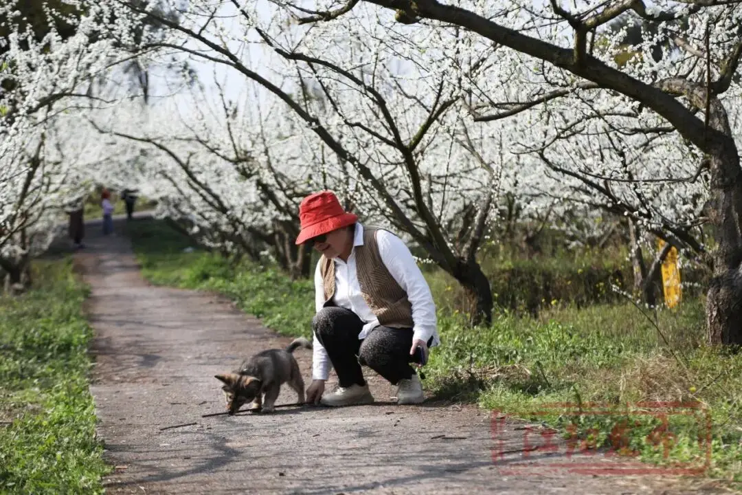 _梨花李花樱花区别_樱花与迎春花
