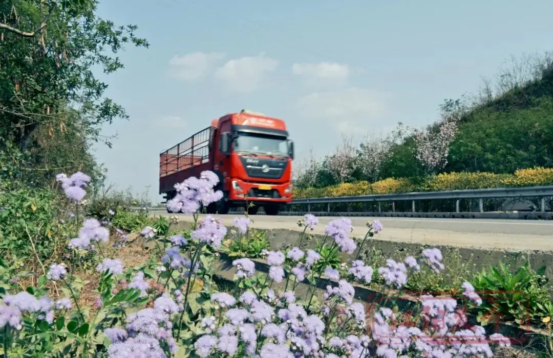 梨花李花樱花区别__樱花与迎春花