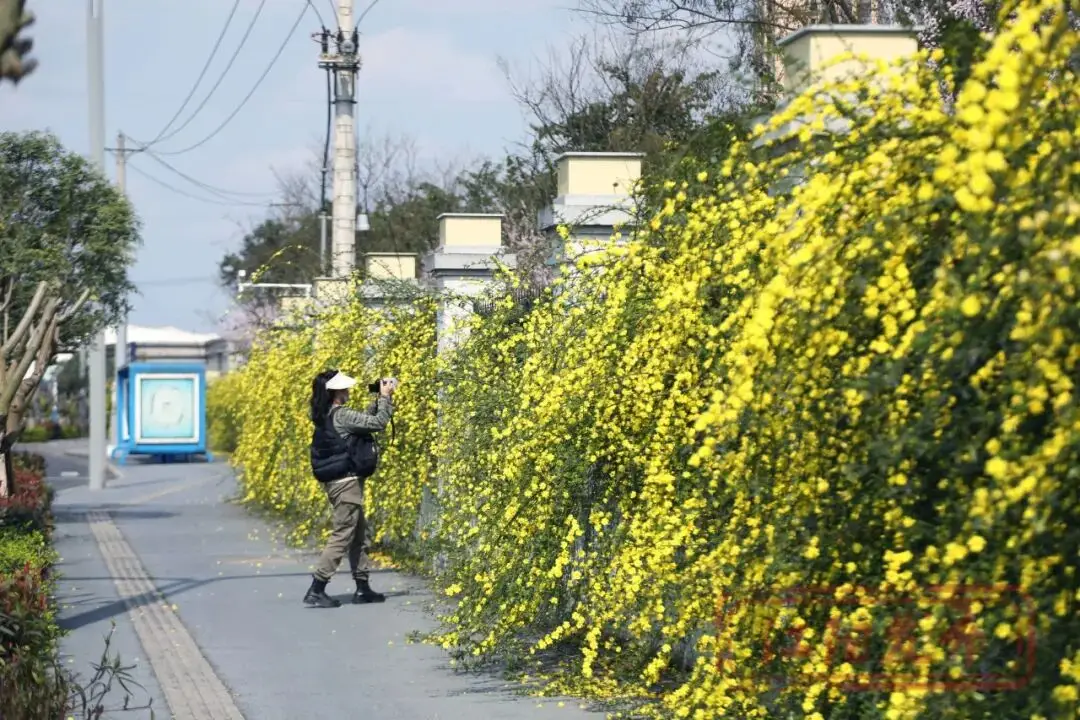 樱花与迎春花_梨花李花樱花区别_