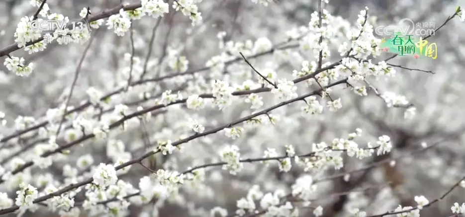 各地春日文旅持续升温 “赏花流量”转化为“消费留量”_各地春日文旅持续升温 “赏花流量”转化为“消费留量”_