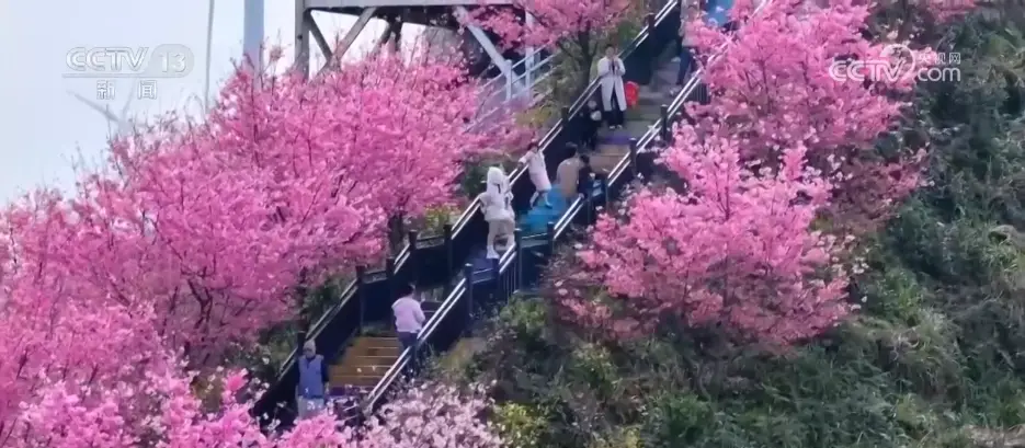 各地春日文旅持续升温 “赏花流量”转化为“消费留量”__各地春日文旅持续升温 “赏花流量”转化为“消费留量”