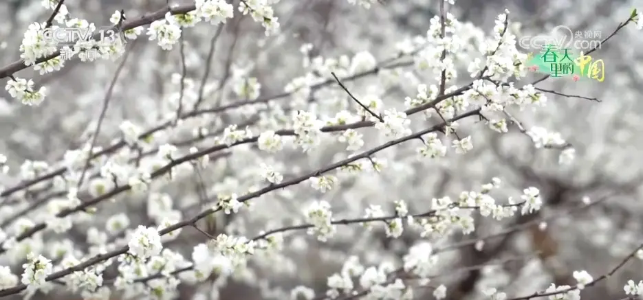 各地春日文旅持续升温 “赏花流量”转化为“消费留量”_各地春日文旅持续升温 “赏花流量”转化为“消费留量”_