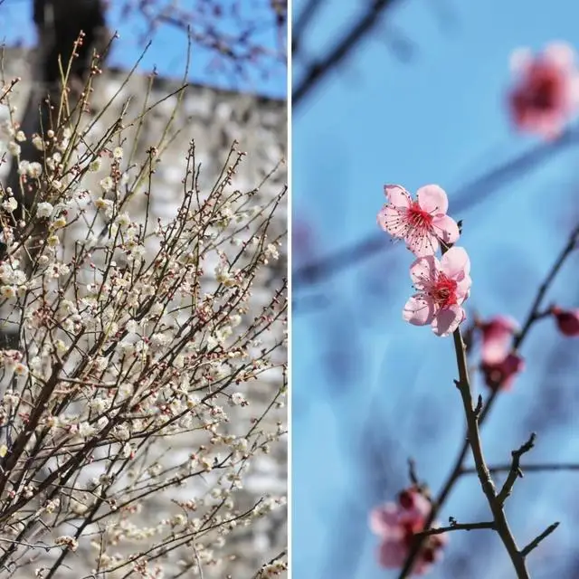 _梅花城垛_古城墙边的梅花说说