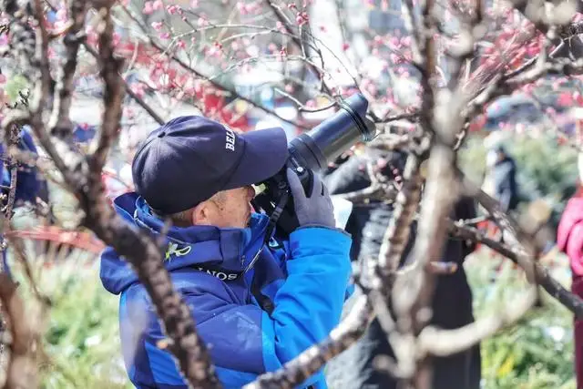 梅花城垛_古城墙边的梅花说说_