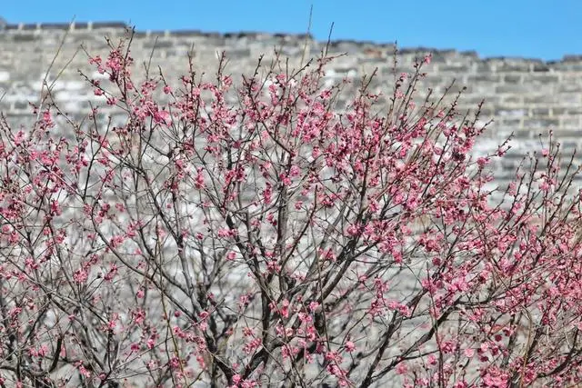 _古城墙边的梅花说说_梅花城垛