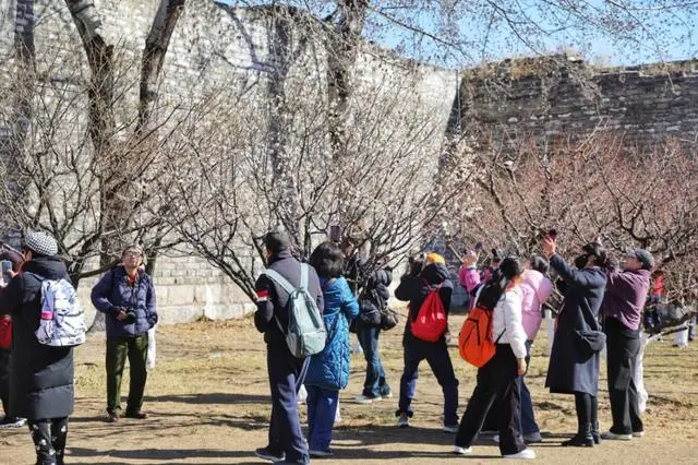 梅花城垛_古城墙边的梅花说说_