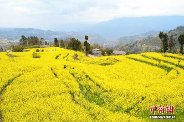重庆武隆庙垭万亩梯田油菜花盛开美如画
