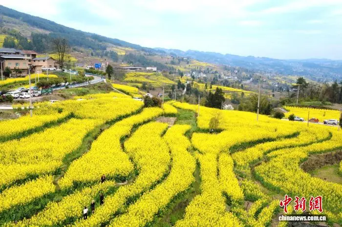 _重庆酉阳油菜花梯田_重庆观赏油菜花最佳时间和地点