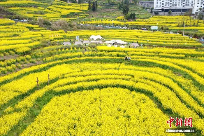 重庆酉阳油菜花梯田_重庆观赏油菜花最佳时间和地点_