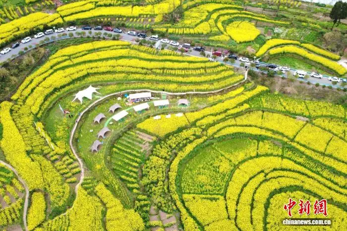 重庆观赏油菜花最佳时间和地点_重庆酉阳油菜花梯田_
