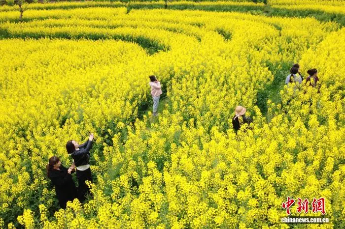 重庆观赏油菜花最佳时间和地点__重庆酉阳油菜花梯田