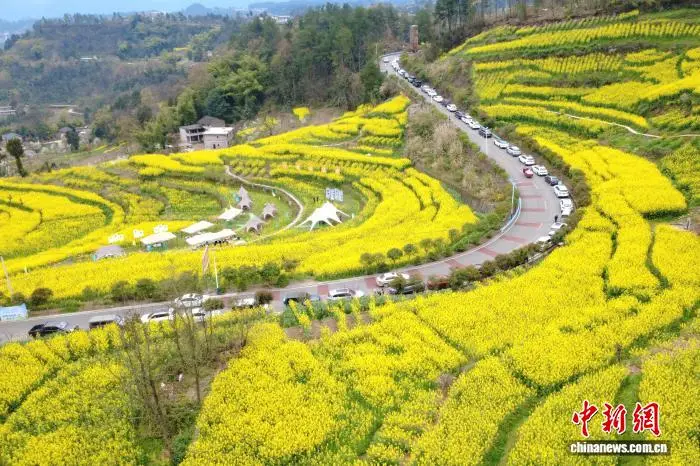 重庆观赏油菜花最佳时间和地点__重庆酉阳油菜花梯田