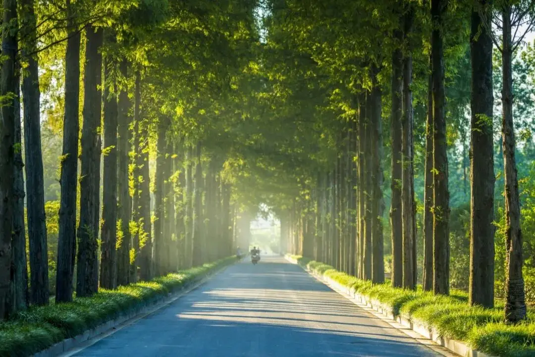 _桐庐踏春好去处_桐庐春天最美的风景图片